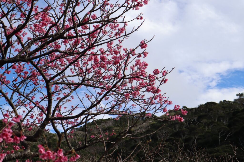 八重岳(桜並木)写真